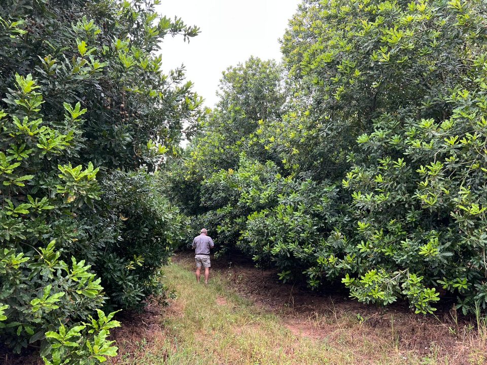 A farm manager walking a row of mature macadamia trees
